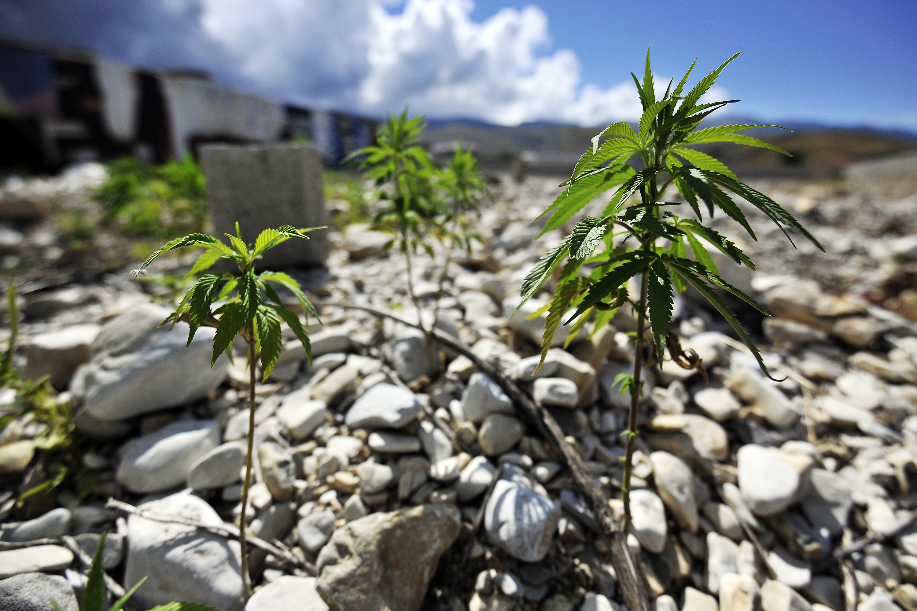 lazarat_marihuana7-130714