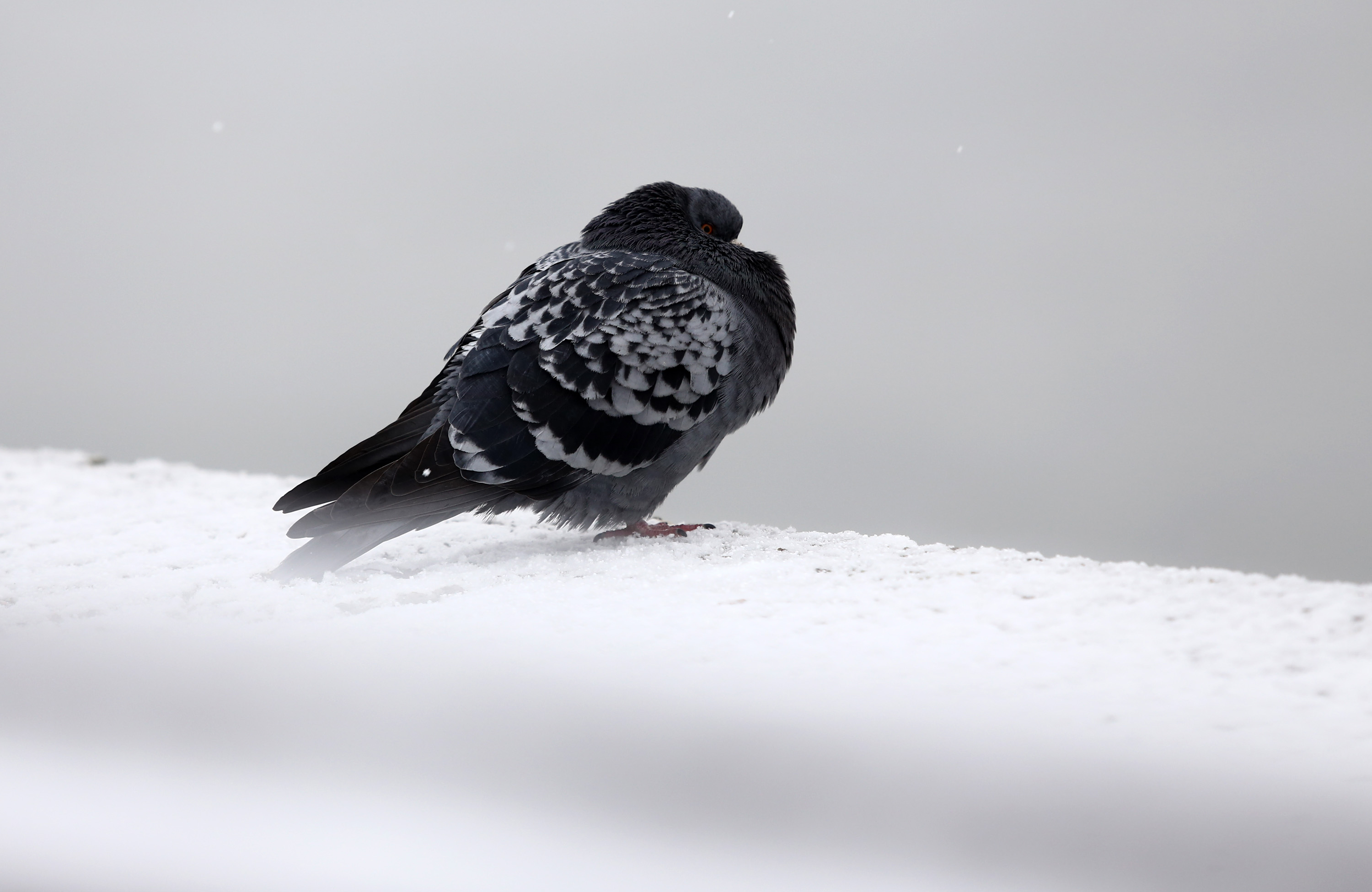 osijek_snijeg1-020116