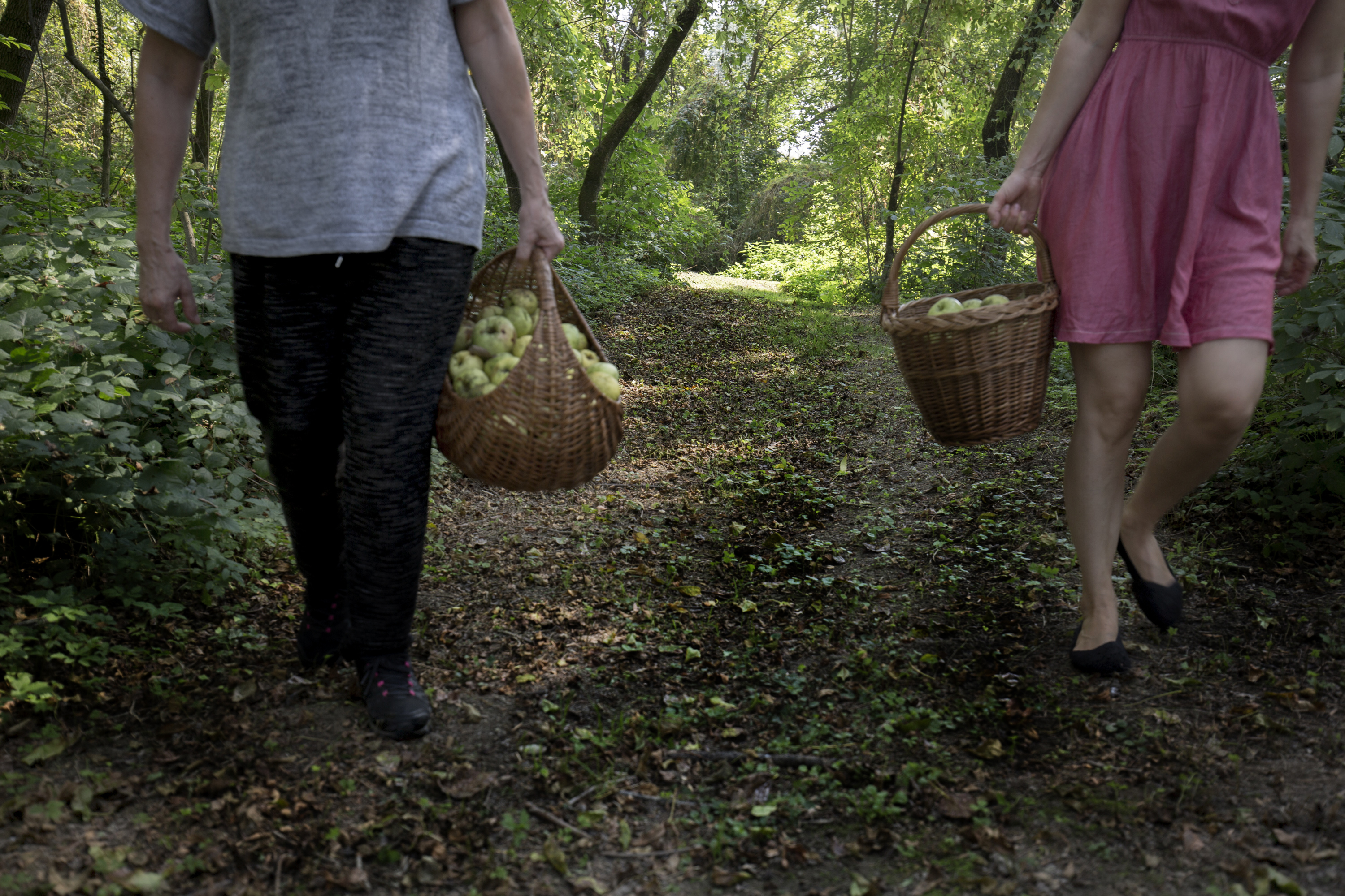 jabuke_berba16-120916