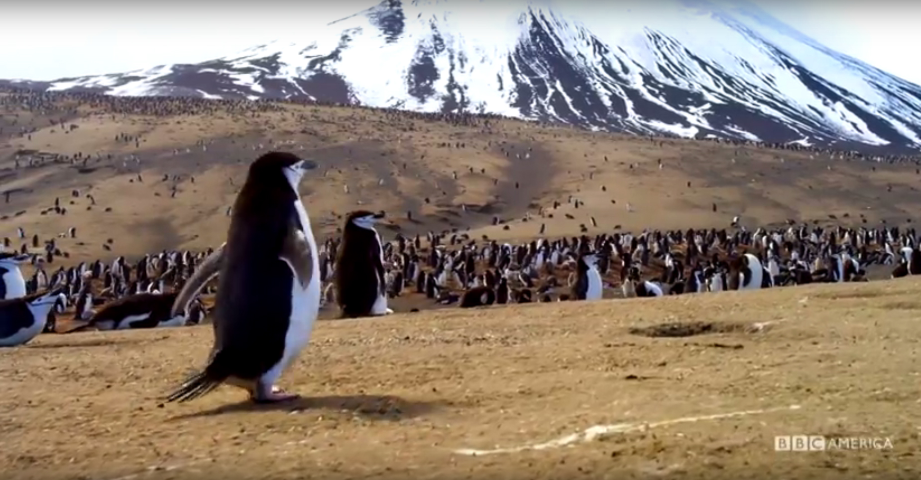 Zavodovski-pingvini-2