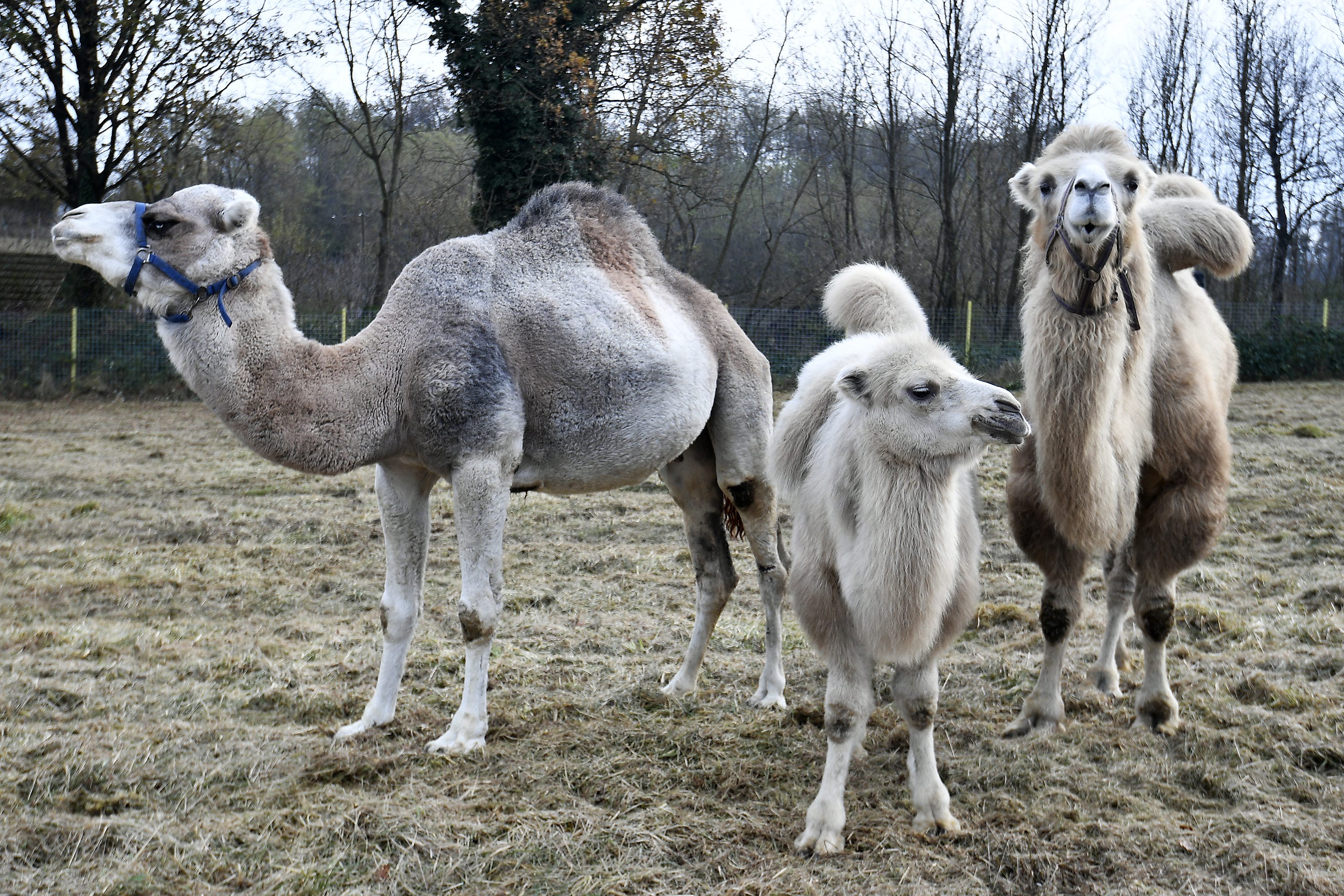 deve_djurdjevac-161116