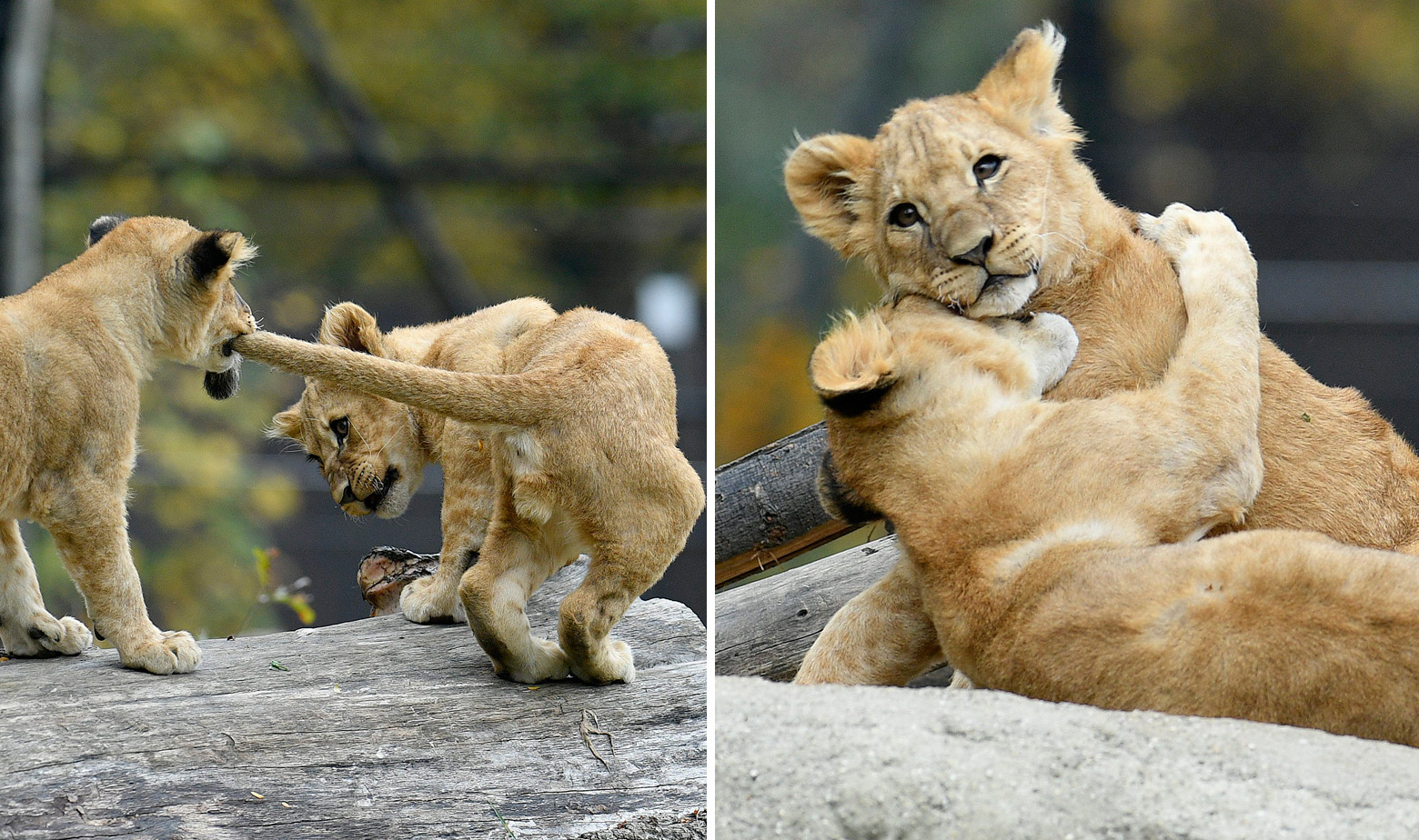 Mali lavići u zagrebačkog ZOO-a Tuma i Uzuri