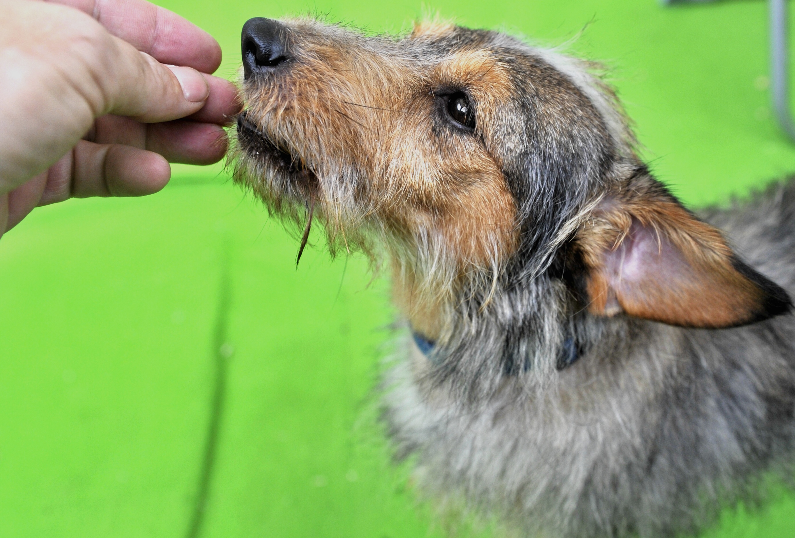 udomljavanje6-130914