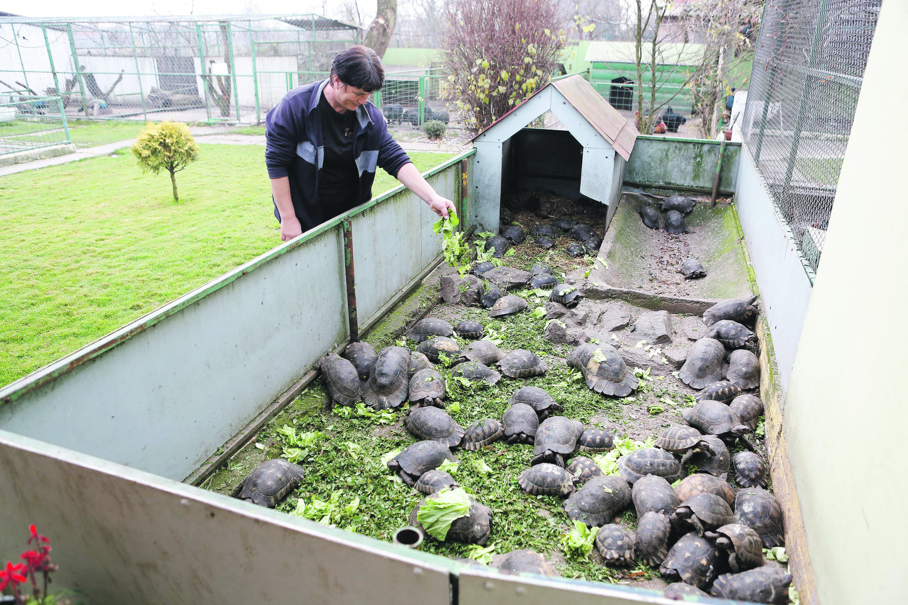 93045-120713-kornjace_zaplijena1-251116