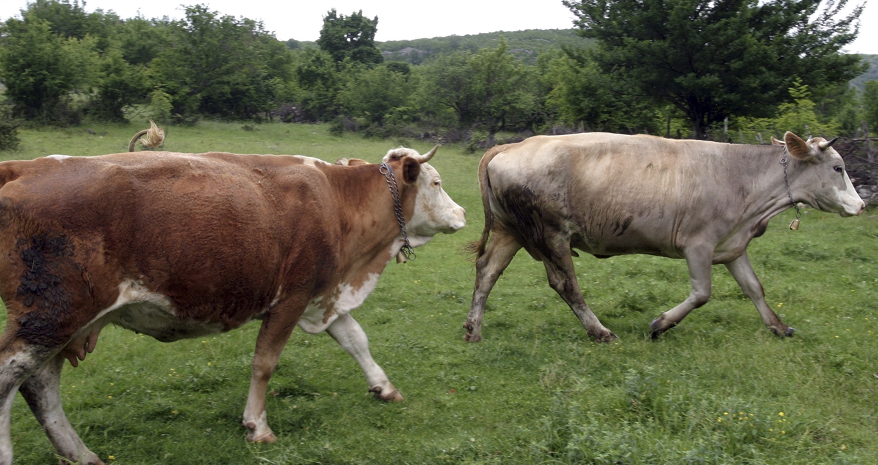 krave_bukovica-230508