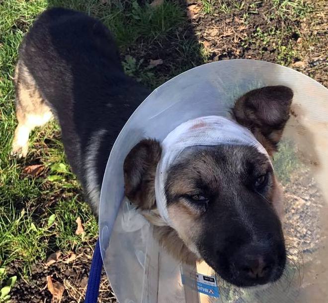 Teško ozlijeđeni njemački ovčar kojeg su zbog dobroćudne naravi spasitelji prozvali Dobriša