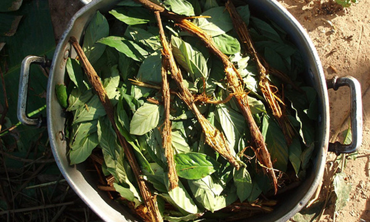 Ayahuasca