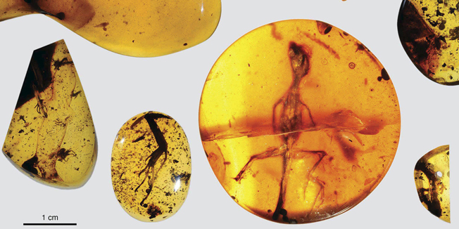 Various lizard specimens are shown preserved in ancient amber from present-day Myanmar in Southeast Asia, in this handout photo provided by the Florida Museum of Natural History on March 5, 2016. A fossilized lizard found in Southeast Asia preserved in amber dates back some 99 million years, Florida scientists have determined, making it the oldest specimen of its kind and a 