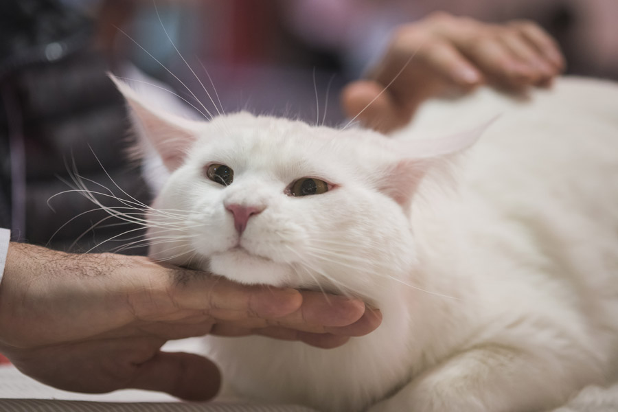 Zagreb, 120316.12. i 13.03. u trgovackom centru Westgate odrzava se Medjunarodna izlozba macaka.Na fotografiji: macka pasmine maine coon.Foto: Neja Markicevic / CROPIX
