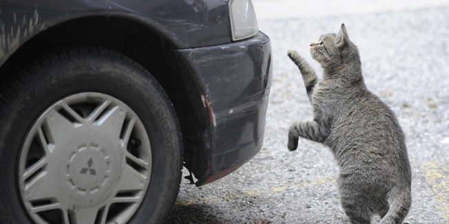 Zagreb, 070914.Vrbaniceva 6.U prostoru izmedju trafo-stanice i zida od garaza, na mjestu gdje stanari sada hrane macke ostavljajuci im hranu i vodu u posudicama planira se postaviti kucica gdje bi macke bile kvalitetnije hranjene.Na fotografiji: macka iz dvorista se zabavlja s autom.Foto: Darko Tomas / CROPIX