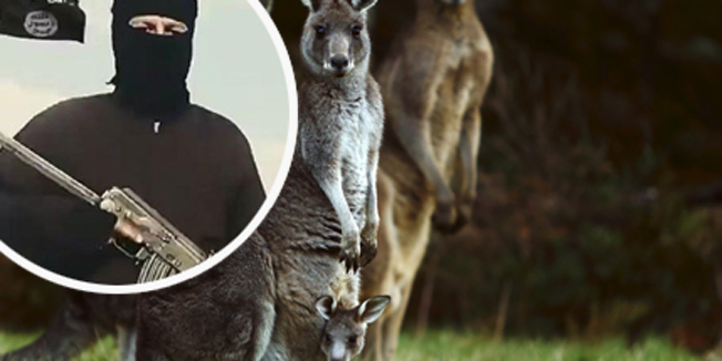 Kangaroos, including one carrying a joey in its pouch, stand by the side of a road on Mount Macedon, outside Melbourne, Australia, September 20, 2015.  REUTERS/Darrin Zammit Lupi  - RTS202D