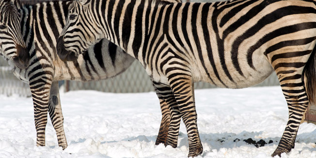 Zagreb, 070116Zooloski vrt Zagreb, Maksimirska cesta.Zima u zagrebackom ZOO vrtu.Na fotografiji: zebra. Foto: Livio Andrijic / CROPIX
