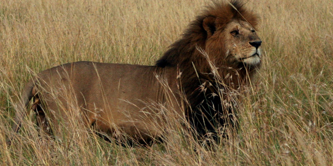 A lion walks through the grass on the plains of the Masai Mara game reserve August 9, 2006. Picture taken August 9, 2006. REUTERS/Barry Moody (KENYA) - RTR1GD8U