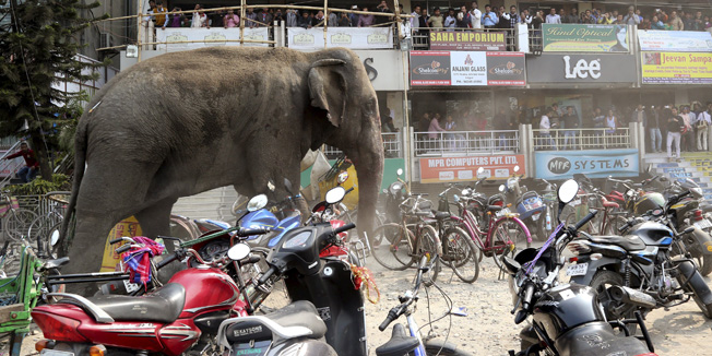 People watch from a shopping complex as a wild elephant moves through a street parked with motorbikes and bicycles after it was tranquilized in Siliguri, India, February 10, 2016. According to local media reports, the elephant went on rampage in Siliguri after entering from a nearby Baikunthapur forest on Wednesday. REUTERS/Stringer  EDITORIAL USE ONLY. NO RESALES. NO ARCHIVE      TPX IMAGES OF THE DAY     