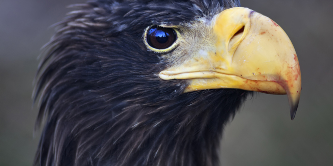 Closeup portrait of a Steller's sea-eagle (Haliaeetus pelagicus) after eating. Beautiful and raptorial bird with hypnotic eyes on blur background. 