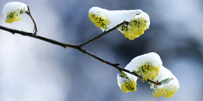 Zagreb, 010412.Vrh Sljemena.Iako je kalendarski vec pocelo proljece jutros je Sljeme zabijelio 4 cm novog snijega.Na slici: snijezni motiv sa Sljemena.Foto: Damir Krajac / CROPIX