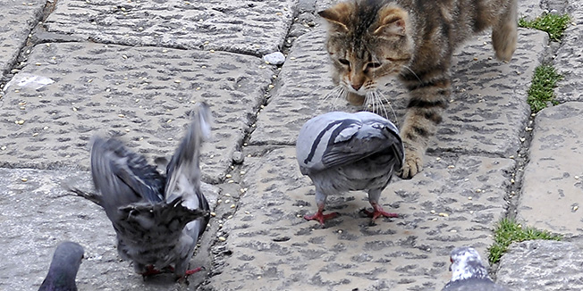 Dubrovnik, 050412.Pored place Gunduliceva poljana je jos poznata je kao mjesto za hranjenje golubova. A dok turisti hrane i slikaju golubove jedna domaca macka pokusala se okoristiti  situacijom, ali bez uspjeha.Foto: Tonci Plazibat / CROPIX