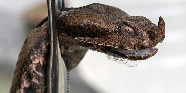 Sisak, 100909.Higijenicari Veterinarske stanice Sisak u Ulici Josipa Juraja Strosmayera na Brzaju u Sisku u cetvrtak 10. rujna pronasli su zgazenu zmiju otrovnicu poskoka. Pretpostavljaju da je zmija dovezena s drvima za ogrijev sa Banije.Foto: Miroslav Kis / CROPIX