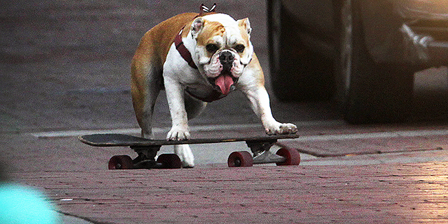 Max, a 3-year-old English Bulldog, rides his skateboard alongside a car  in downtown Indianapolis, Wednesday, May 9, 2012. Max's owner, Erick Yorkman, taught Max how to get a running start with two legs on the skateboard, jump on for a ride, then kick with one leg to push himself along. (AP Photo/The Indianapolis Star, Charlie Nye )  NO SALES