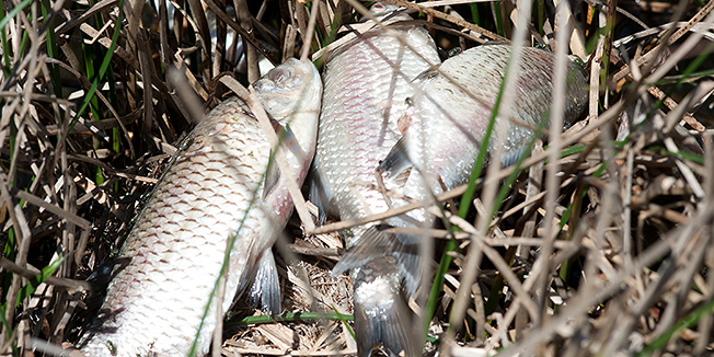 Vrana, Zadar, 100512.Pomor ribe u Vranskom jezeru kao posljedica velike suse i niskog vodostaja.Foto: Luka Gerlanc / CROPIX