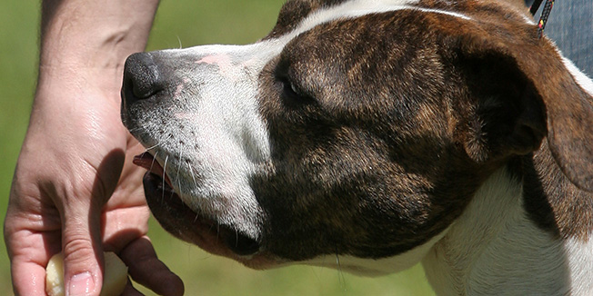 Zadar, 030508.Medjunarodna izlozba pasa pod nazivom CACIB u kampu hotelskog naselja Borik. Americki staford u igri sa vlasnikom.Foto: Jure Miskovic / CROPIX