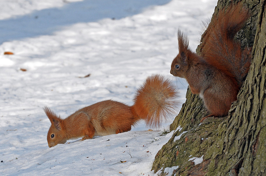 Two squirrels play in the snow as daytime temperatures plunged to a bone-chilling minus 15 degrees Celsius in the Polish capital Warsaw's central Lazienki Park on January 31, 2012. Freezing weather claimed 14 victims in Poland, the Czech Republic and Lithuania over the weekend, authorities said on January 30, raising the cold weather death toll this winter in the three EU states to 50.  Police statistics showed 10 people died in Poland where temperatures plunged to minus 27 degrees Celsius (minus 16 Fahrenheit), raising the death toll from exposure to 46 since the beginning of the winter, which had been unusually mild up till now. AFP PHOTO / JANEK SKARZYNSKI