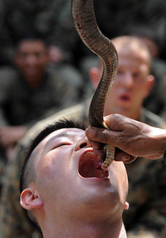 A US Marine drinks cobra blood during a jungle survival program as part of the annual Cobra Gold 2012 combined military exercise at a navy base in Sattahip on February 13, 2012. About 13,000 military personnel from seven nations, South Korea, Indonesia, Thailand, US, Singapore, Japan and Malaysia are involved in the exercise ending on February 17.   AFP PHOTO/PORNCHAI KITTIWONGSAKUL