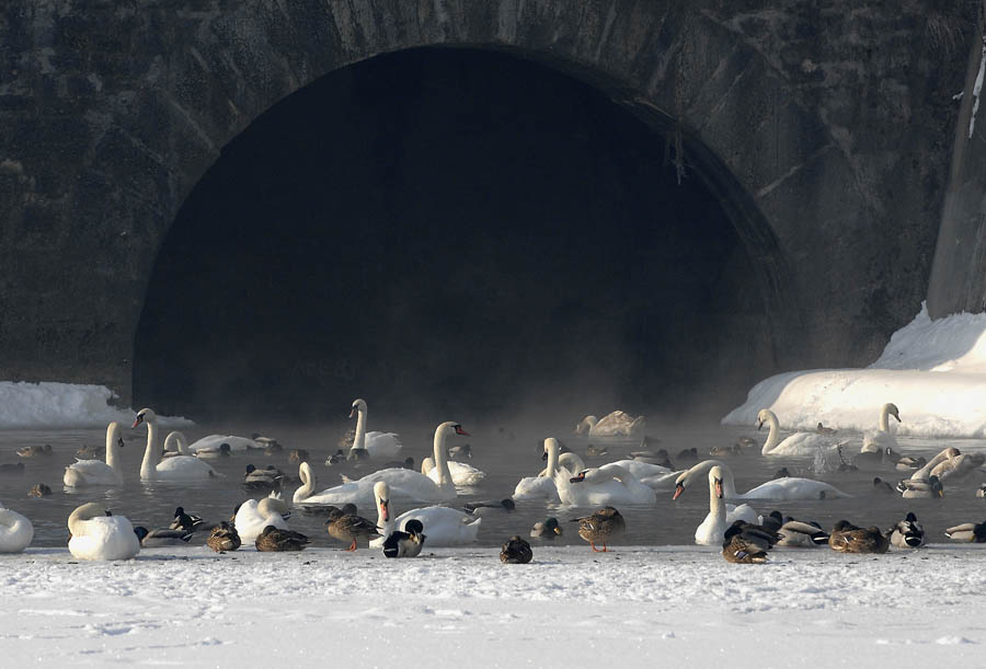 Karlovac, 140212.I danas je vrlo hladno u Karlovcu; jutros je izmjereno 15 stupnjeva celzijevih ispod nistice.Na slici: Zaledjena Korana; labudovi i patke.Foto: Robert Fajt / CROPIX