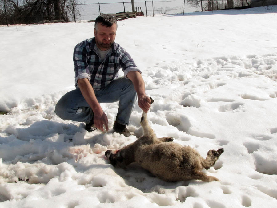 Sisak, 220212.Vukovi su u selu Sasu, opcina Sunja, napali stado ovaca zatvoreno u stalu usred sela. Zaklano je sest ovaca, a jos tri su nasmrt izranjavane. To je prvi put od 1956 godine da su se vukovi pojavili tako blizu Sasu, rekao nam je vlasnik stada Stevo Vukolic, bojeci se za ostatat stoke i pustanja ovaca i svinja na otvoreno polje, sto ce morati uciniti s kopnjenjem snijega. Na slici: Stevo Vukolic i ubijena ovca.Foto: Mate Piskor / Cropix                                            