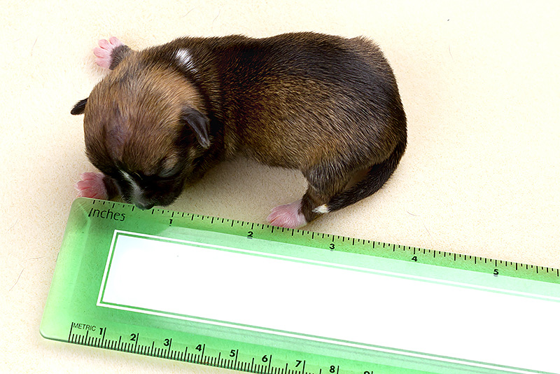 This March 10, 2012 photo provided by El Dorado DOG Photography shows a female Dachshund mix named Beyonce next to a ruler in El Dorado Hills, Calif. The puppy named after one of the world's biggest pop stars could set the world's record for tiniest dog. Animal rescuers in Northern California say that Beyonce was so small at birth that she could fit into a spoon. (AP Photo/El Dorado DOG Photography, Lisa Van Dyke) NO SALES NO ARCHIVE MANDATORY CREDIT