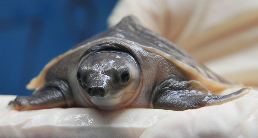 A Kadoorie farm employee holds a baby pig-nosed turtle in Hong Kong on October 4, 2011. The unique reptile, distinguishable for having a nose which looks like that of a pig, with nostrils at the end of fleshy snout, were confiscated in January this year and were believed to have been caught from the wild in Indonesia. The big haul however only came to public limelight as authorities prepare to release 600 of the surviving baby turtles, of the total 785 seized, back to their native habitat in Indonesian Papua. AFP PHOTO / LAURENT FIEVET