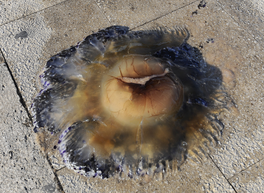 Sibenik, 191011.Na sibenskoj rivi jutros je iz mora izvadjenja meduza, koja privlaci poglede ljudi na rivi.Foto: Niksa Stipanicev / CROPIX