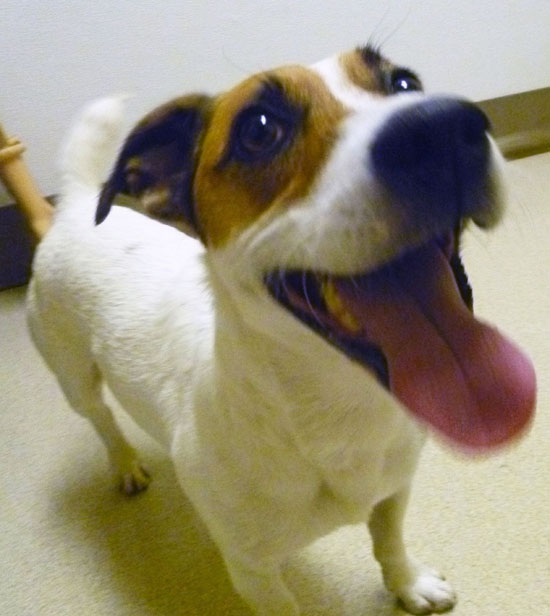 CORRECTS SPELLING OF JACK RUSSELL - In this photo provided by Michigan Humane Society, Petey, a Jack Russell terrier,  is photographed at the Michigan Humane Society's Rochester Hills Center for Animal Care in Rochester Hills, Mich.  on Tuesday, Oct. 25, 2011   The Michigan Humane Society says Petey had been missing since July from his home in the Tennessee community of Erin. The 4-year-old dog was being picked up Wednesday by a Michigan Humane Society volunteer who planned to drive him home. The dog had been brought to the Michigan Humane Society's Rochester Hills Center for Animal Care, where he was scanned for a microchip. (AP Photo/Michigan Humane Society)  