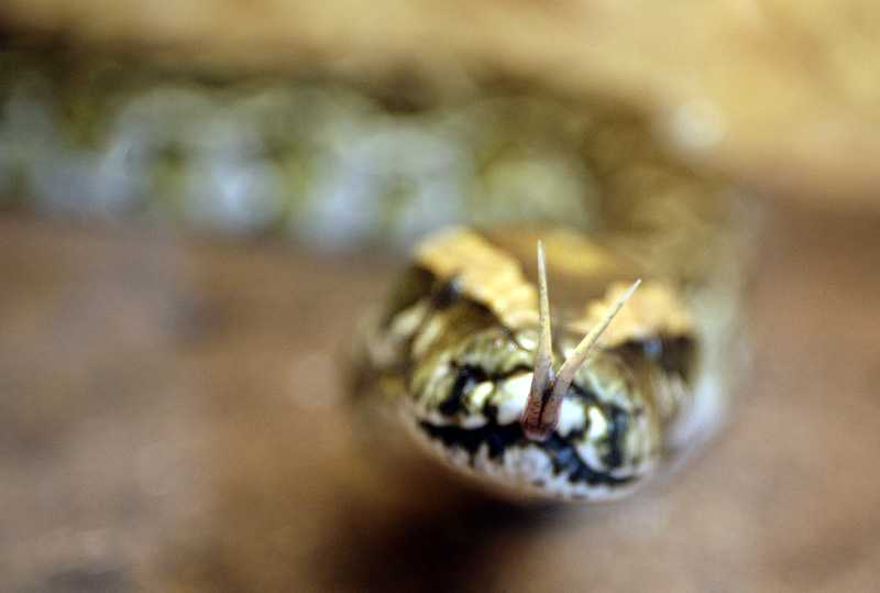 Varazdin, 020611.U palaci Herzer organizirana je izlozba egzoticnih zivotinja. Na izlozbi su se mogli vidjeti zmije, paukovi i ostale egzoticne zivotinje.Na slici: zmija morelia bredli , KristinaFoto: Zeljko Hajdinjak / Cropix