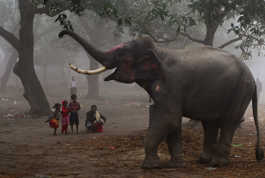 An Indian family watches as an elephant reaches with its trunk at the Sonepur Fair, in Sonepur, Bihar, near Patna, India, Tuesday, Nov. 15, 2011. The fair, which is held annually, was originally a cattle and animal market where traders bought and sold livestock on the holy river Ganges. (AP Photo/Kevin Frayer)