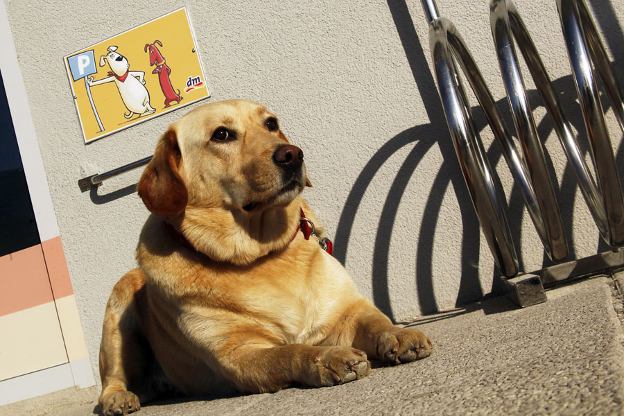 Pula,281111.Privezan pas ljubimac strpljivio ceka svojeg vlasnika koji kupuje u DM-u u Puli. Na fotografiji pas lezi na tablom oznacenom mjestu za ljubimce kupaca ispred DM-a. Foto: Srecko Niketic / CROPIX
