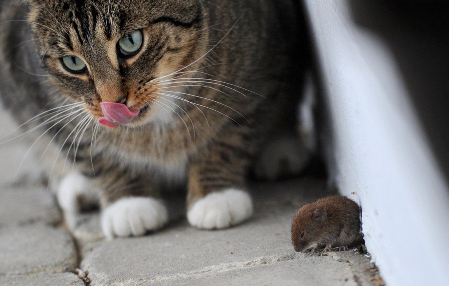 A cat plays with a mouse on December 8, 2011 in Arnsberg, western Germany. Due to their ability to hunt mouses and other vermin, cats have been domesticated by humans at least 9,500 years ago.      AFP PHOTO / JULIAN STRATENSCHULTE    GERMANY OUT
