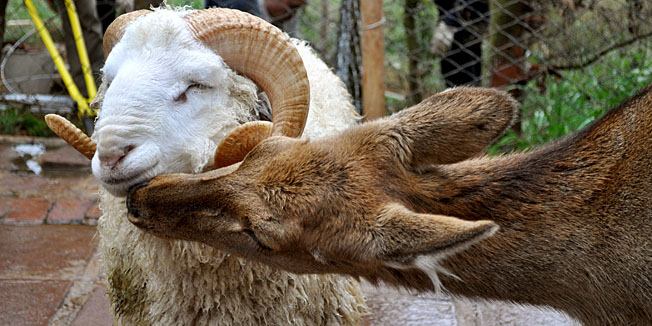 A ram named Changmao who has formed an inseparable bond with a female deer named Chunzi, spend time together at the Yunnan Wild Animal Park in Kunming, Yunnan Province on December 2, 2011.  The animal park handlers say that Changmao has integrated itself into the deer herd and  is now the dominate male. The male sheep now mates with the six deers of the herd, although Chunzi is his favorite.      CHINA OUT AFP PHOTO