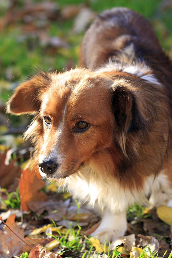Rijeka, 101211.Dok je lutao rijeckim ulicama, ovog cini se napustenog trogodisnjeg psa 01.11. je udario auto i jos ga vukao 20-ak metra za sobom u podvozju vozila. Nesavjesni vozac nije se udostojio ni stati i pogledati sto je sa psom. Nekim cudom pas je prezivio, no sa teskim ozljedama medju kojima je i smrskana zdjelica. Od dana nesrece, pas u je u skrbi rijecke udruge Trazi se prijatelj, koj su mu obezbjedili veternirarsku pomoc i lijecenje. Nakon nekoliko operacija u Rijeci i Zagrebu, iako bolno i sporo, psic polako hoda, cak i plaho mase repom, no postoji mogucnost da ce sepati ostatak zivota. Ovim putem trazi se brizan udomitelj koji ne trazi savrseno zdravog psa, vec savrsenog prijatelja. Kontakt volonterke udruge TSP: 098/442-832.Foto: Davor Zunic / Cropix