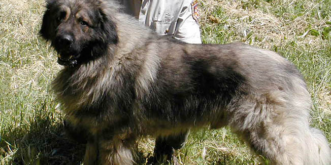 varazdin 230602sarplaninac aron vrhunski sampionski pasfoto  branko tezak-ziv-