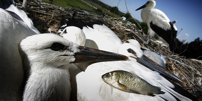 Slavonski Brod, 070711.Poznata roda Malena sa slomljenim krilom o kojoj skrbi Stjepan Vokic u droristu OS Ivana Brlic Mazuranic mozda ce morati nakon 18 godina preseliti na neko drugo mjesto. Kako kaze Stjepan, ravnatelj skole Vladimir Blekic rekao mu je da mora odseliti rode zbog sigurnosti djece koja pohadjaju nastavu.Na slici roda Malena s mladima.Foto: Danijel Soldo / CROPIX
