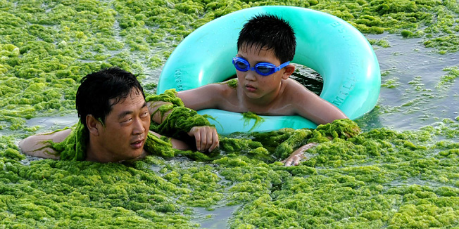 A Chinese man swims with his son along the algae-filled coastline of Qingdao, in eastern China's Shandong province on July 17, 2011. Green algae continues to spread in waters off China's east coastline and although not poisonous, it can hinder the fishing industry and tourism in affected areas.    CHINA OUT     AFP PHOTO
