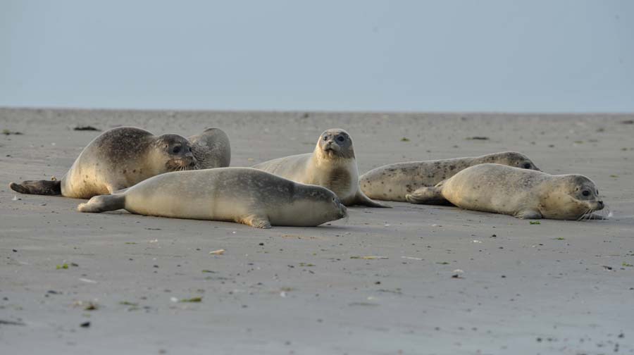 Young seals are returned to the wild by employees of the seal-breeding station of Norddeich, at the North Sea island Juist on August 4, 2011. AFP PHOTO /  CARMEN JASPERSEN   GERMANY OUT