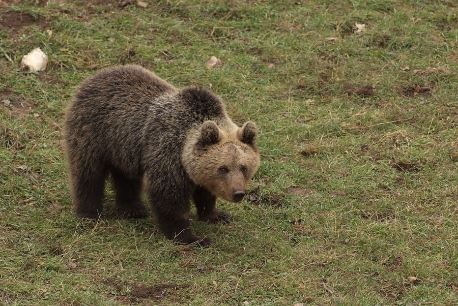 Kutarevo, 071111.Nakon sto je prosle godine u lipnju kao napusteni medvjedic iz Gorskog kotara udomljen u lickom utocistu za medvjede Kuterevo, medvjedicu Tomici promjenili su ime u Mali Gor, a brlog i ogradjeni prostor dijeli sa lickim medvjedom Mali Dol.Na slici: Mali Gor.Foto: Robert Fajt / Cropix