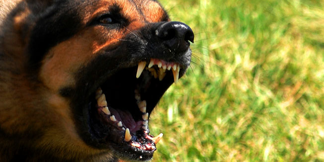 Norman, a 55th Security Forces Squadron military working dog, waits to be unleashed and go after his target during training April 17.  The Offutt K-9 unit performs regular training to maximize the dogs effectiveness in the field. (U.S. Air Force Photo by Josh Plueger)