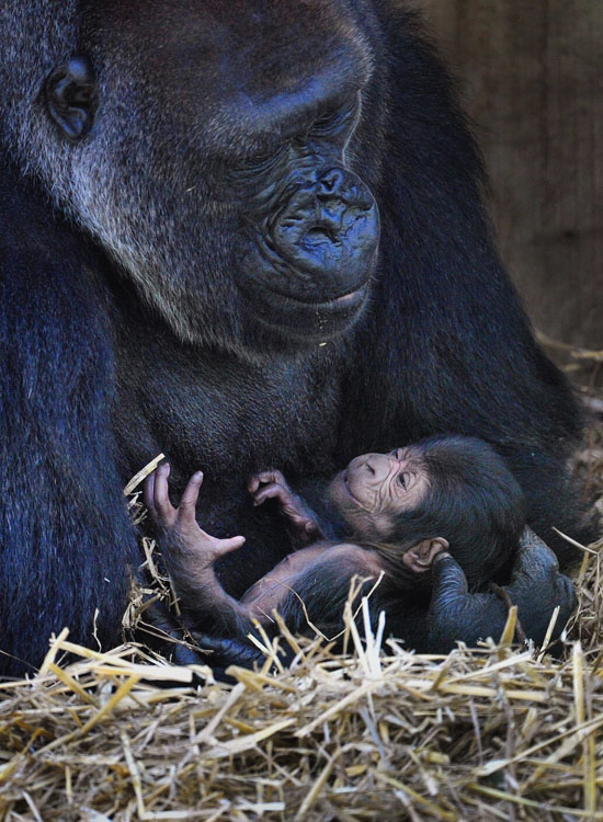 Bristol Zoo's newborn baby gorilla, which has not been named yet, with its mother Salome at Bristol Zoo, Bristol, England Wednesday Sept. 28, 2011.   (AP Photo/Tim Ireland/PA Wire)   UNITED KINGDOM OUT NO SALES NO ARCHIVE