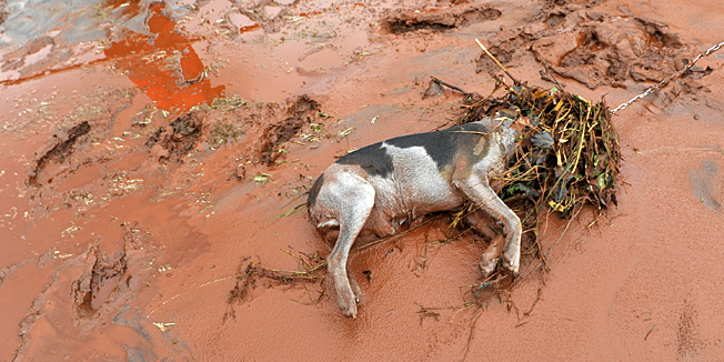 A villager passes by a dead dog killed in a flood of toxic mud in Kolontar, Hungary, Wednesday, Oct. 6, 2010. Emergency workers and construction crews on Wednesday swept through the Hungarian towns hardest hit by a flood of toxic sludge, trying to clear roads and homes of acres (hectares) of deep red mud and caustic water. Hundreds of people were evacuated after the disaster Monday, when a gigantic sludge reservoir burst its banks at metals plant in Ajka, a town 100 miles (160 kilometers) southwest of Budapest, the capital. The torrent inundated homes, swept cars off roads and damaged bridges, disgorging an estimated 1 million cubic meters (35.3 million cubic feet) of toxic waste onto several nearby towns. (AP Photo/Bela Szandelszky)