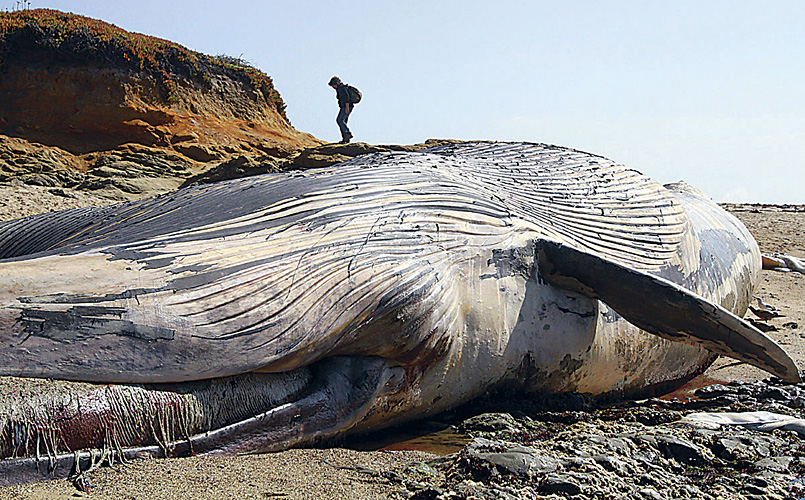 In this Oct. 5, 2010 photo, Jodi Frediani is dwarfed by a blue whale carcass that washed ashore over the weekend at Bean Hollow State Beach near Pescadero, Calif. The California Academy of Sciences says its researchers plan to take blubber samples, skin samples and conduct a thorough visual inspection for possible wounds. The animal will be allowed to decompose and wash out to sea once the samples are taken.  (AP Photo/Santa Cruz Sentinel, Shmuel Thaler) MAGS OUT
