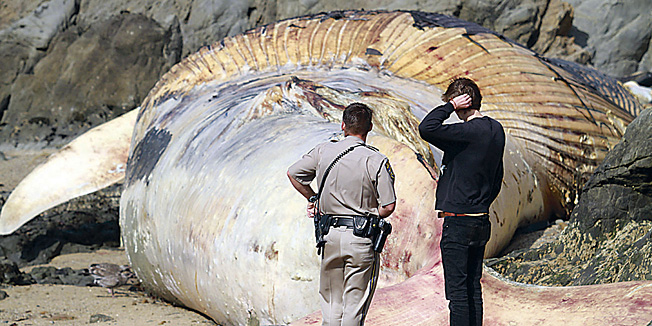 In this Oct. 5, 2010 photo, California Highway Patrol officer Cotton Tichy and an unidentified man view the carcass of a blue whale that washed ashore over the  weekend at Bean Hollow State Beach near Pescadero, Calif. The California Academy of Sciences says its researchers plan to take blubber samples, skin samples and conduct a thorough visual inspection for possible wounds. The animal will be allowed to decompose and wash out to sea once the samples are taken.  (AP Photo/Santa Cruz Sentinel, Shmuel Thaler) MAGS OUT