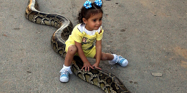 TO GO WITH AFP STORY BY HOSSAM EZZEDDINETwo year-old Nathalie Amwasi rides a three-meter pet python in the West Bank city of Ramallah on October 13, 2010. Nathalie's father Jamal, a 35-year-old Palestinian civil servant is the proud owner of more than a dozen snakes, including several large pythons, all of which live in a shed a few metres (yards) from his home in the occupied West Bank city of Ramallah.AFP PHOTO/ABBAS MOMANI